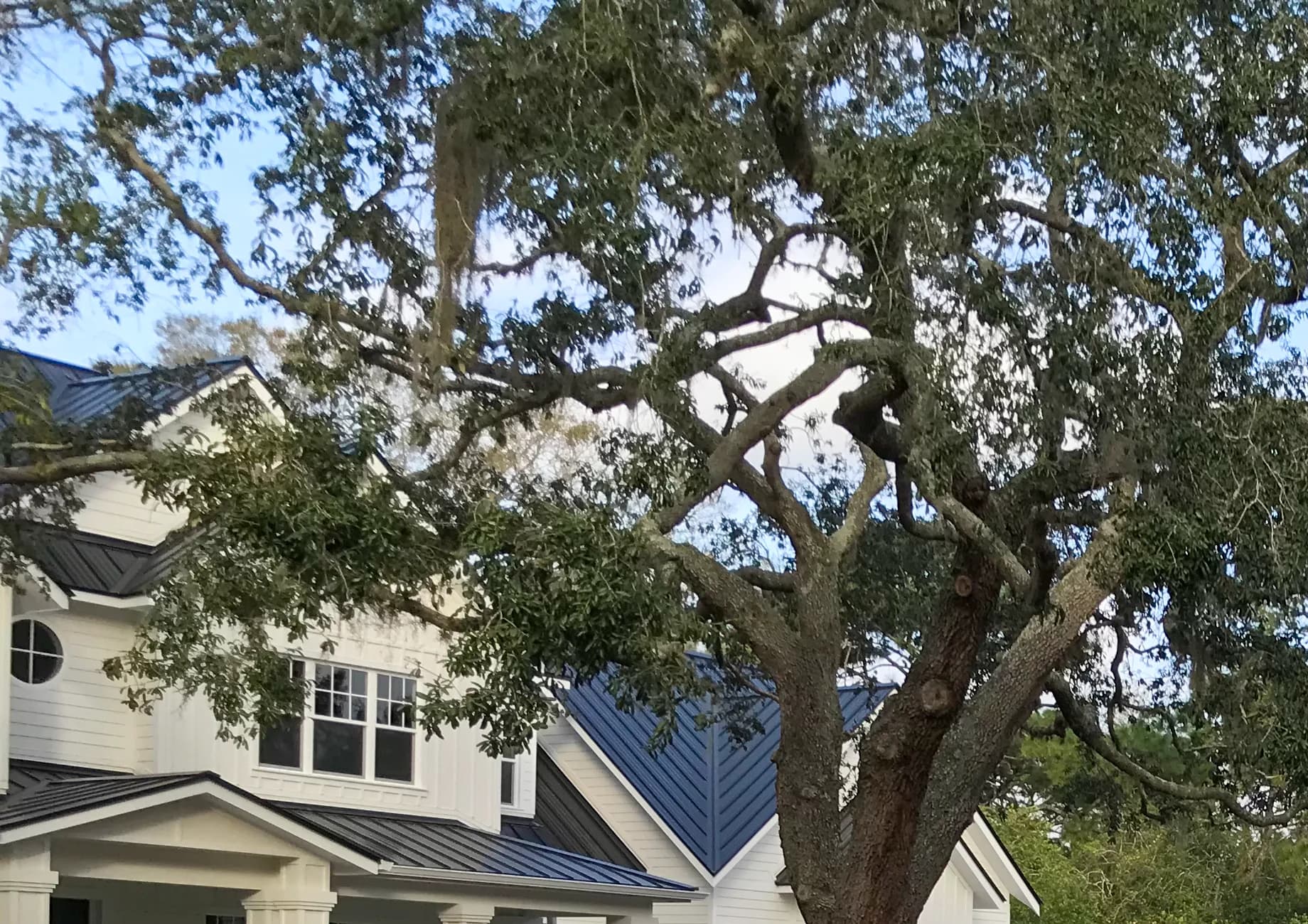 Bushy front of a house before cleanup