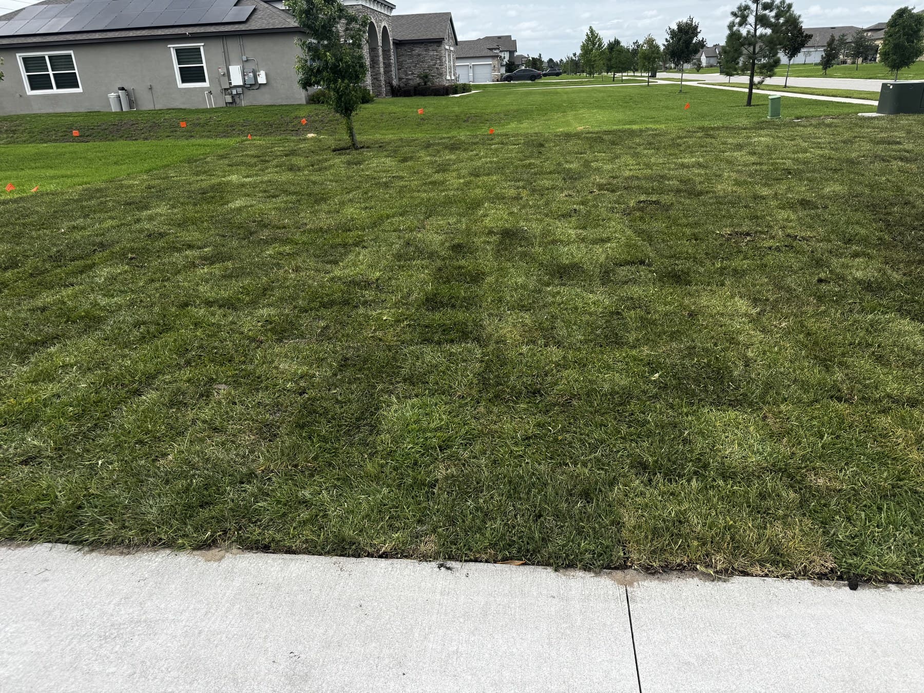 General Sod Tampa finished front-yard transformation